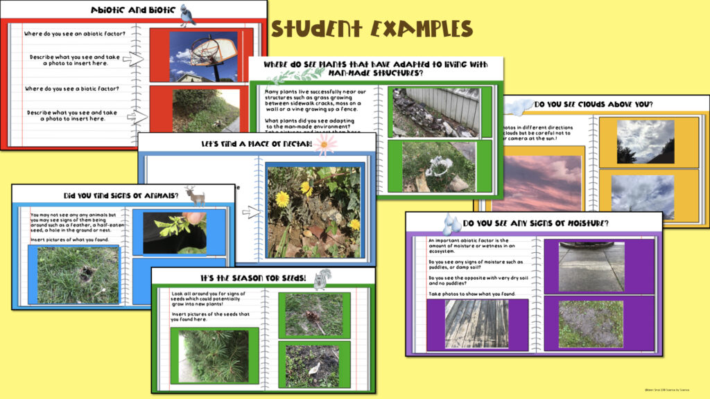 Student examples of ecosystem scavenger hunt