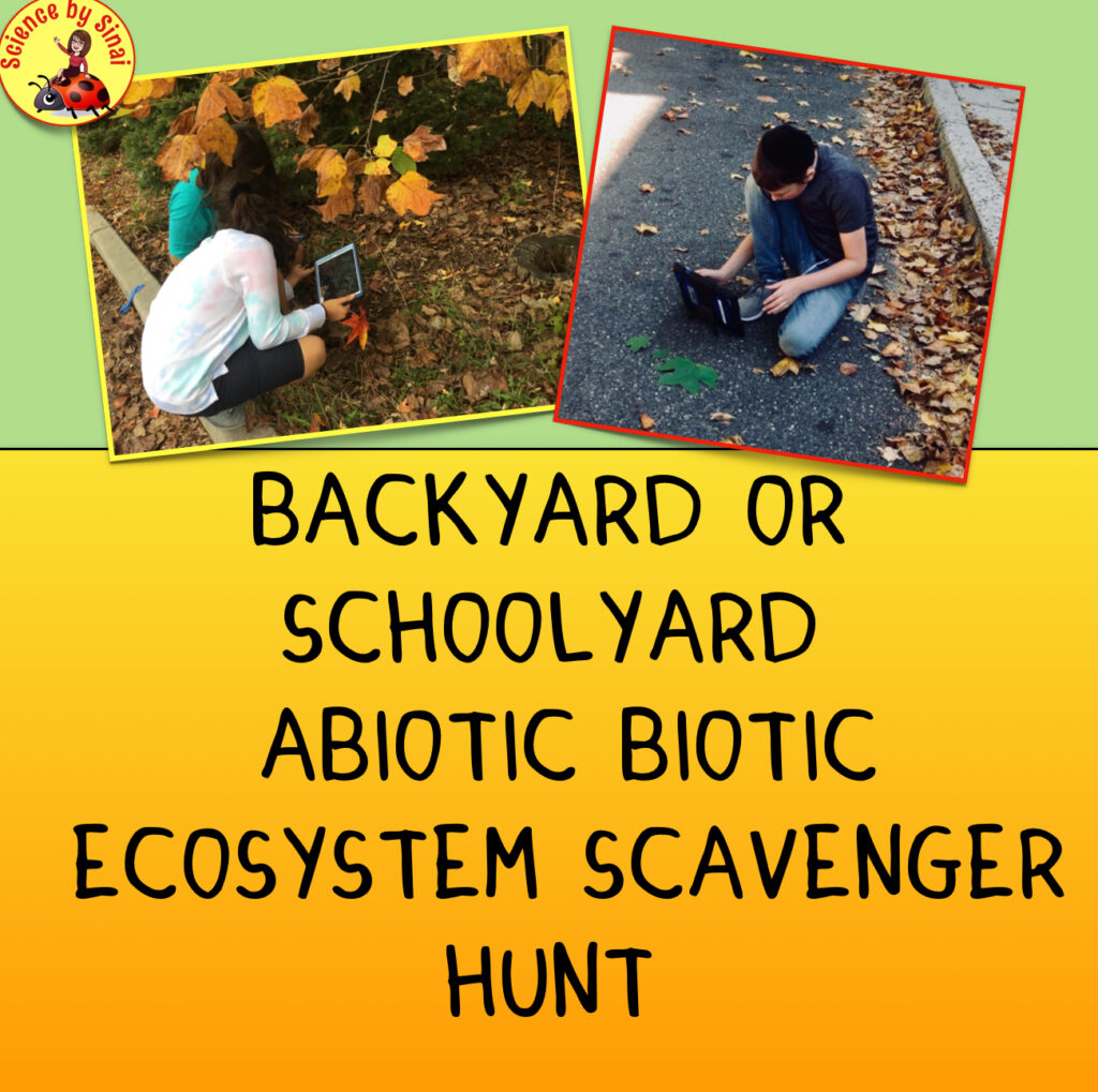 Ecosystem scavenger hunt for backyard or schoolyard