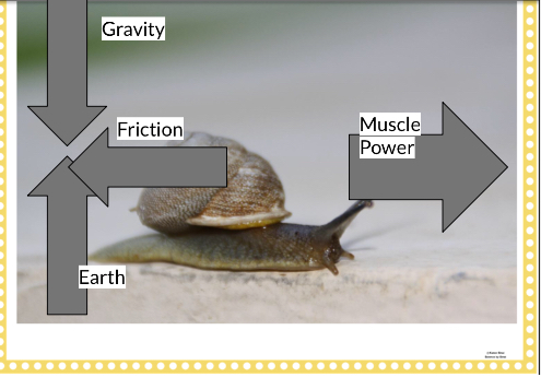 Balanced and unbalanced Forces on a snail’s movement