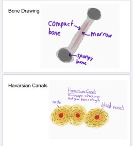 Drawings in science
