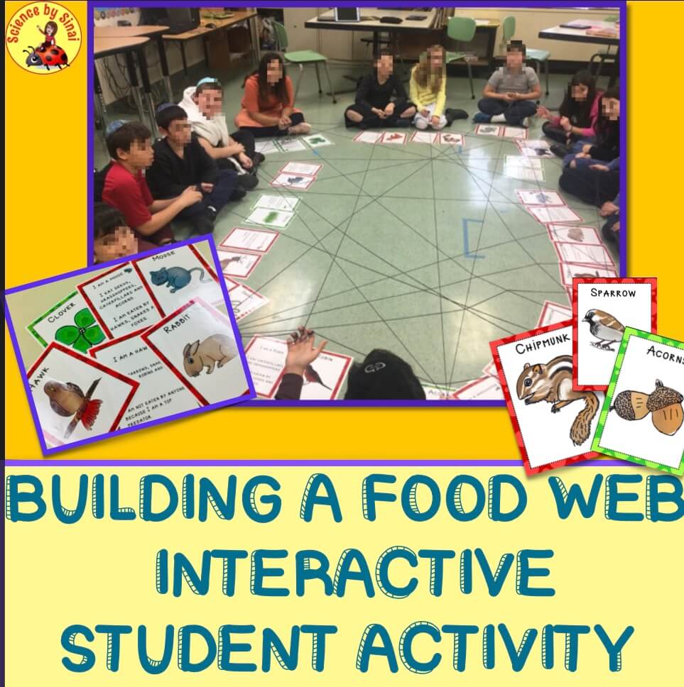 Building a food web interactive student activity
