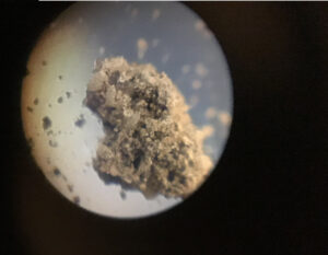 Soil under microscope