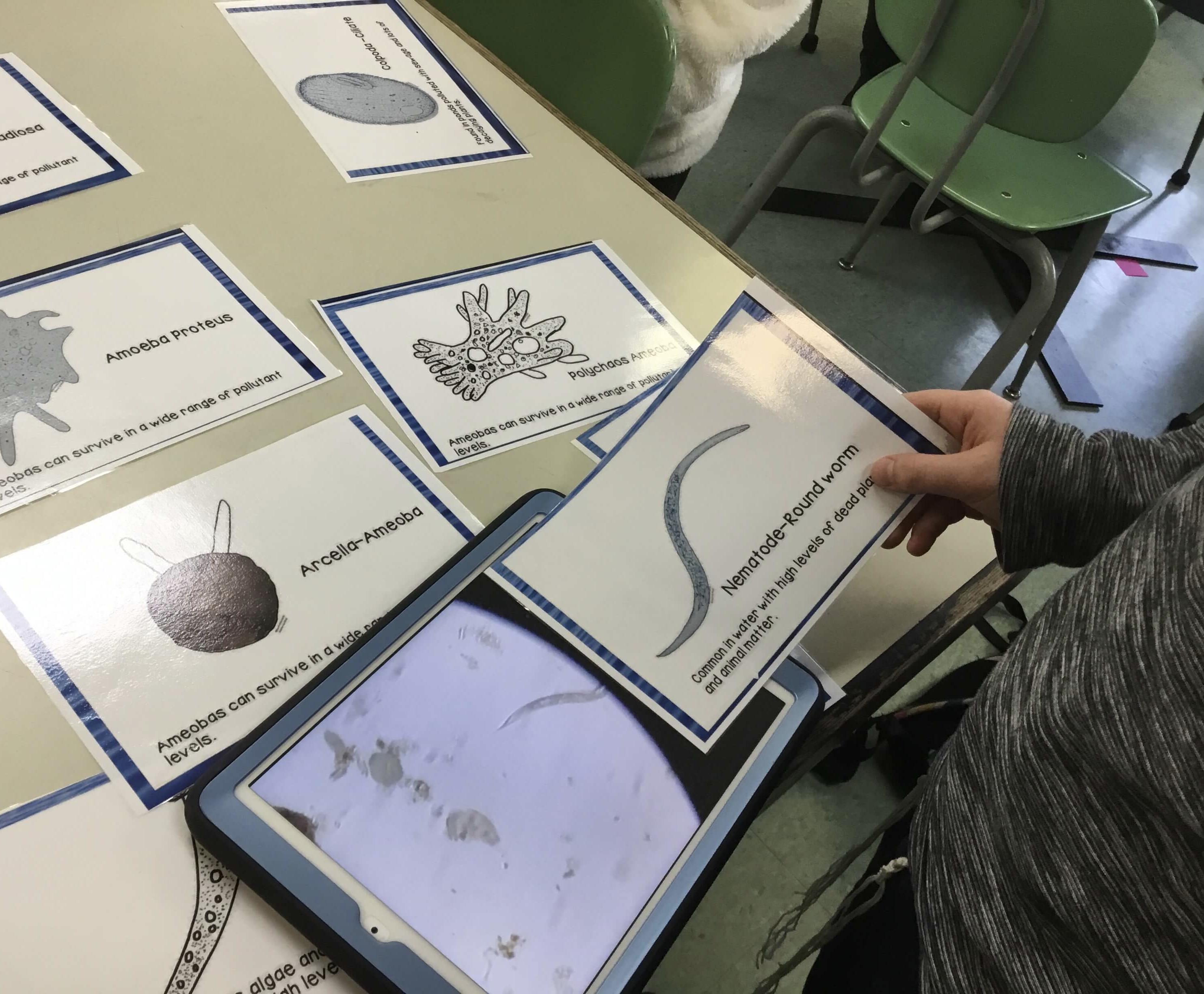 Identifying microorganisms reference cards
