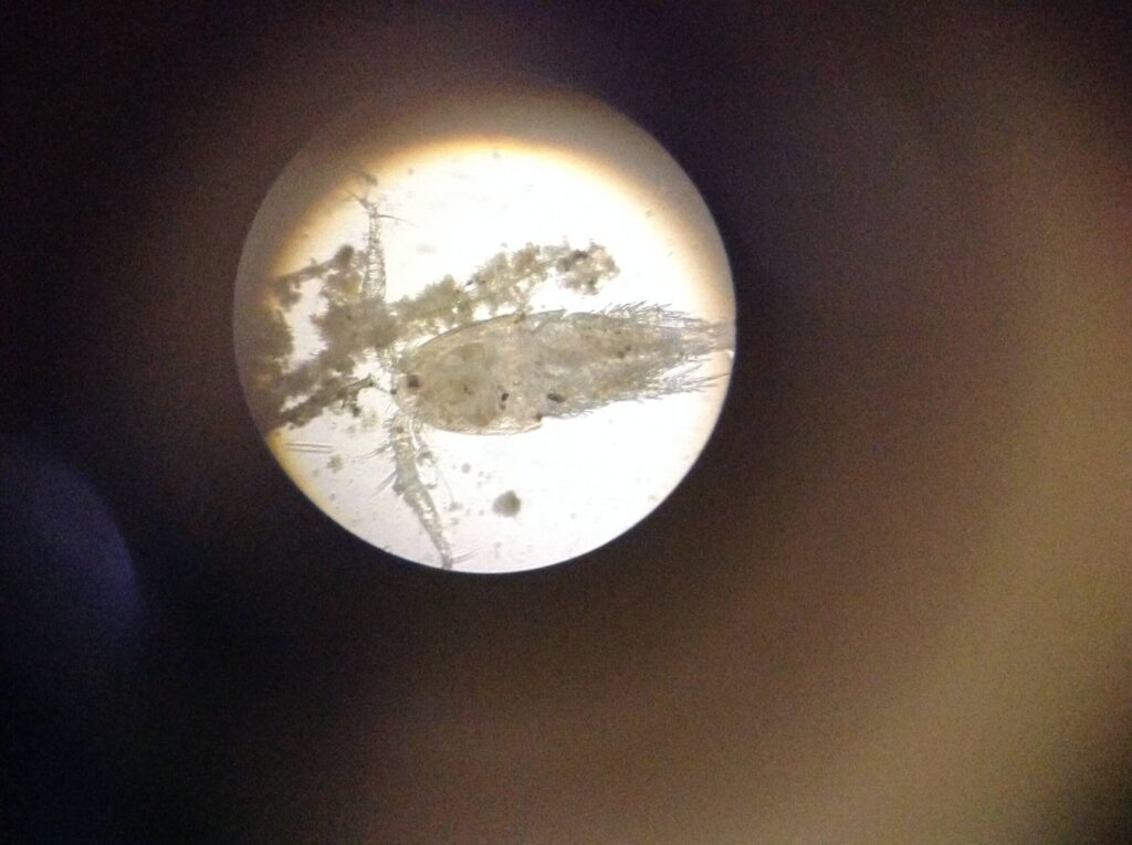 Student image of a cyclops through a microscope