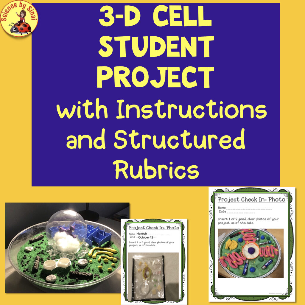 3-d cell organelle project using recycled materials