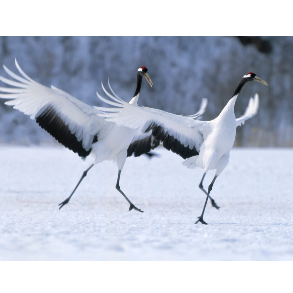 Animal Courtship Behavior Activities for Valentine’s Day - Science By Sinai