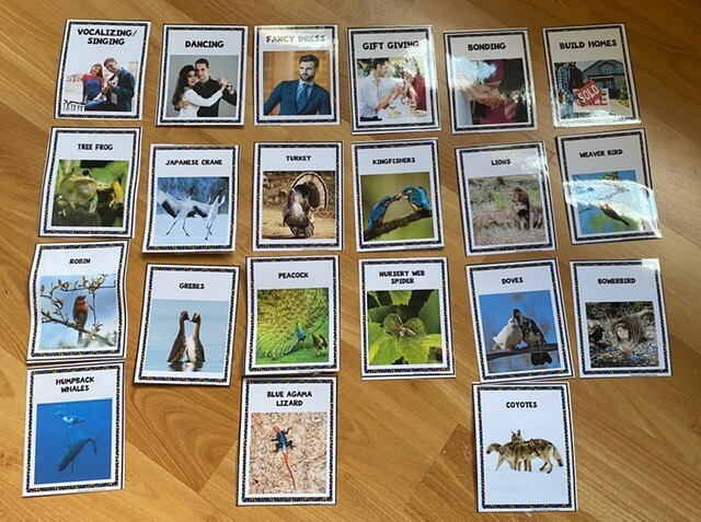 Animal courtship behaviors matching game card set
