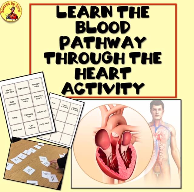 Learn the Blood Pathway Through the Heart
