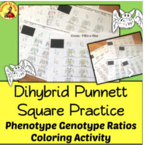 Dihybrid Punnett squares activity