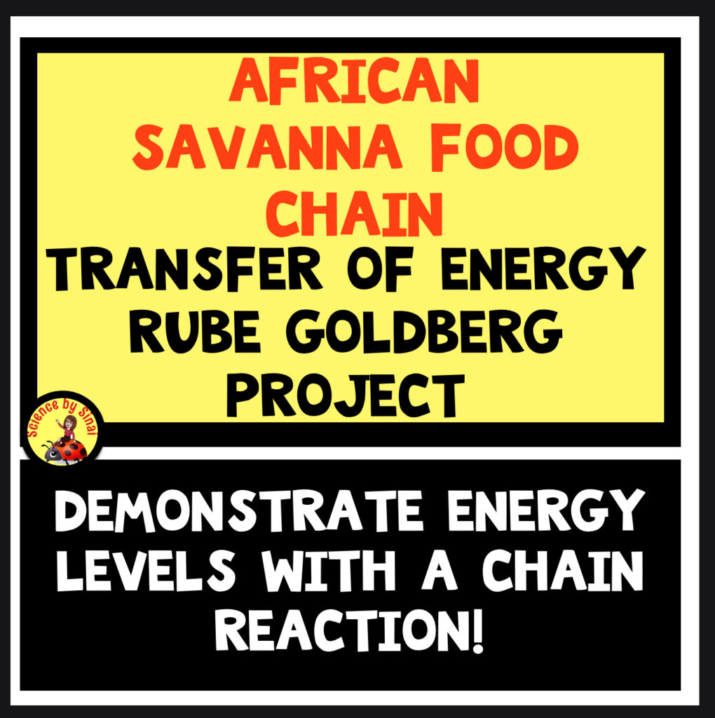 African savanna food chain Rube Goldberg STEM project. SCIENCE BY SINAI