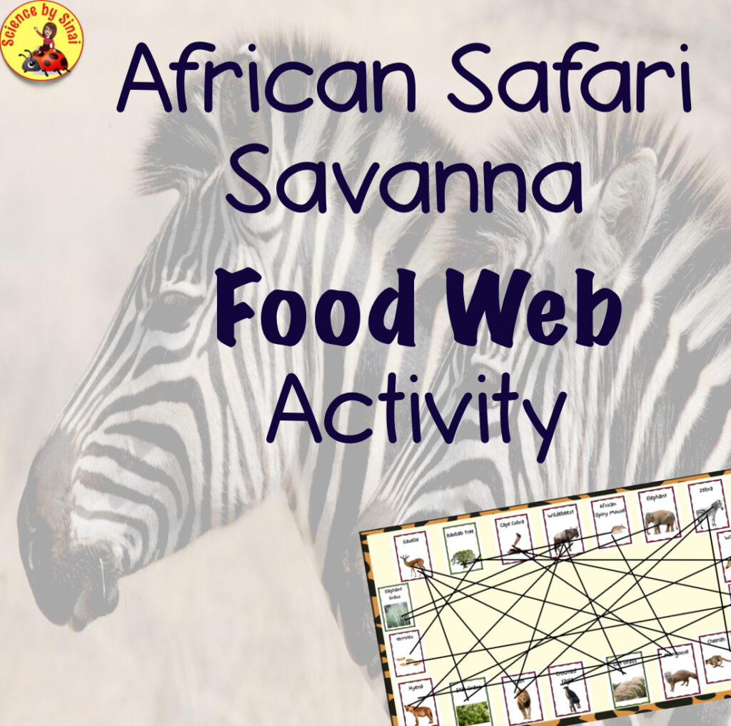 African savanna draw a food web activity science by sinai