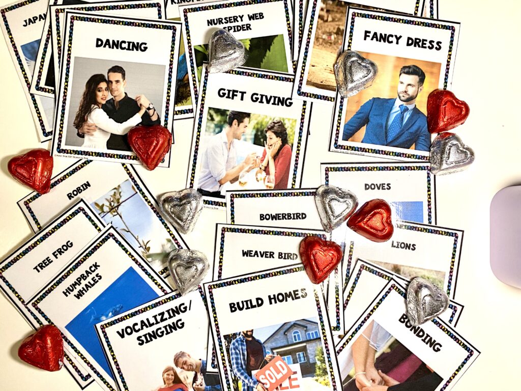 Animal courtship matching cards science by sinai