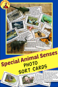 Special animal senses photos sort cards – science by Sinai