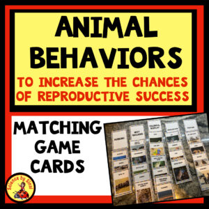 Animal courtship behavior for Valentine’s Day matching game cards science by Sinai