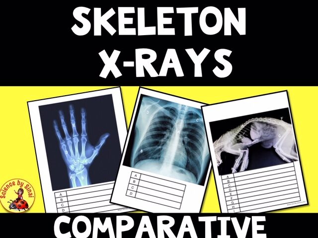 Label the Skeleton X-Rays – Comparative Anatomy