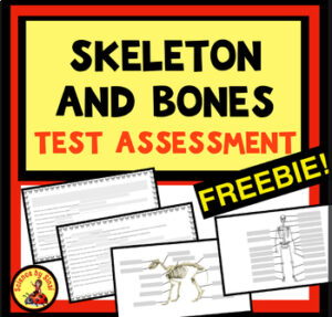 Skeleton bones assessment free. Sciencebysinai.com