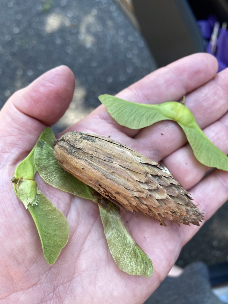 How to Make Learning About Plants Fun For Middle School Students