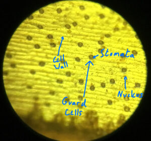 Tulip leaf through microscope sciencebysinai.com