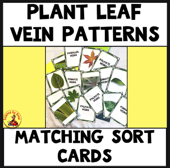 Leaf vein patterns matching sort cards sciencebysinai.com